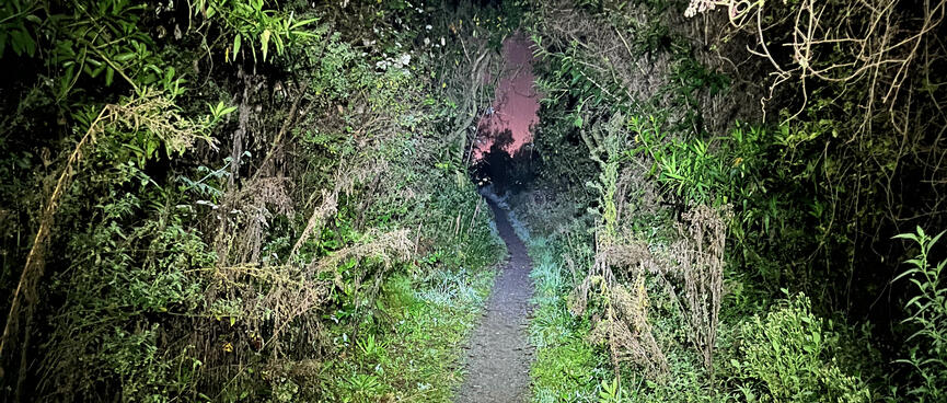 A narrow path through green trees and a pinky hue in the distance.