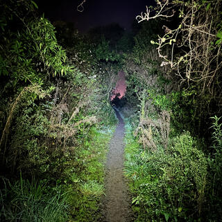 A narrow path through green trees and a pinky hue in the distance.