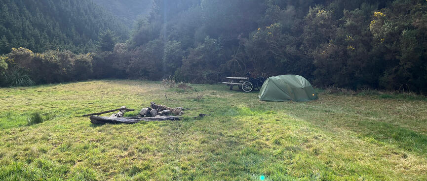Tall trees behind my tent.