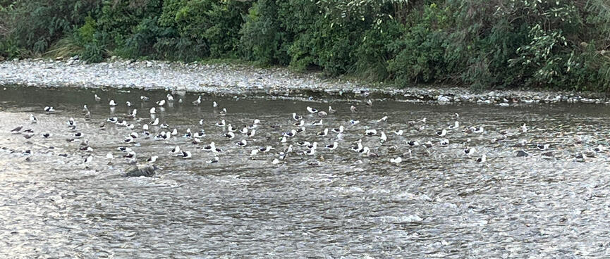 50 or so seagulls frolicking in the Hutt River.