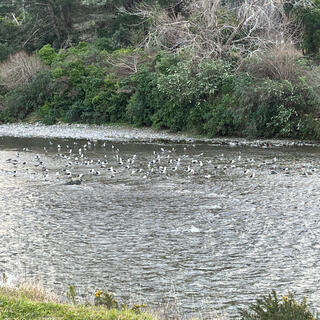 50 or so seagulls frolicking in the Hutt River.
