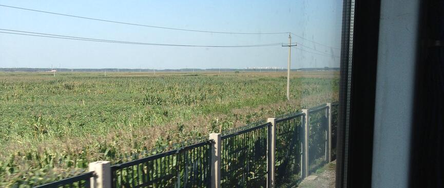 A field of waist-high crops.