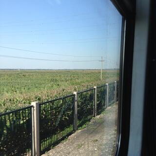 A field of waist-high crops.