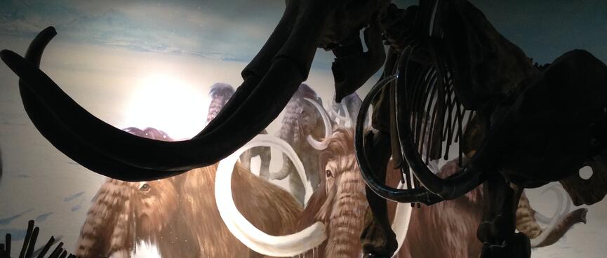 Large skeletons contrast with a backdrop showing painted mammoths.