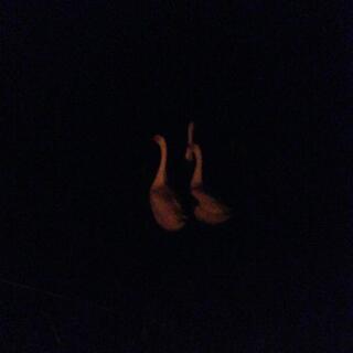 Three geese wander past in the dark.