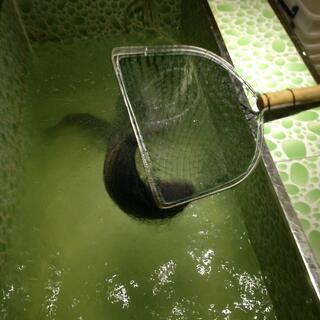 A fish writhes in a net, held above a bath filled with green tinged water.