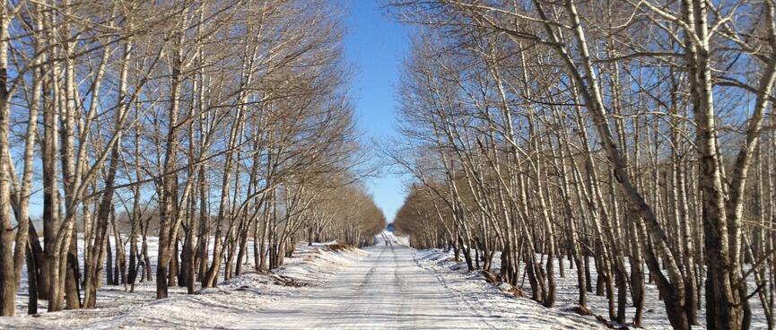 A snowbound country road flanked by leafless trees.