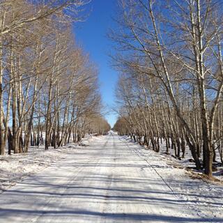 A snowbound country road flanked by leafless trees.