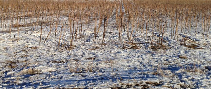 In the distance a man collects bundles of the sticks.