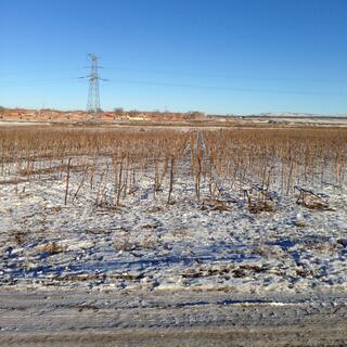 In the distance a man collects bundles of the sticks.