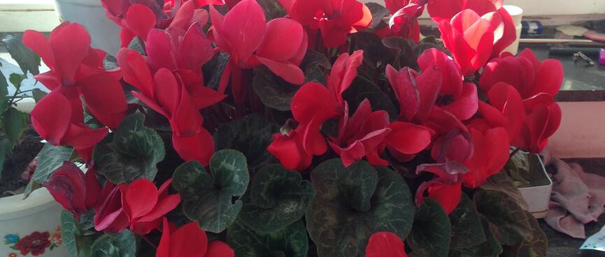 A vase filled with red flowers.