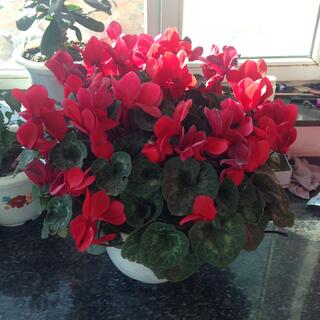 A vase filled with red flowers.