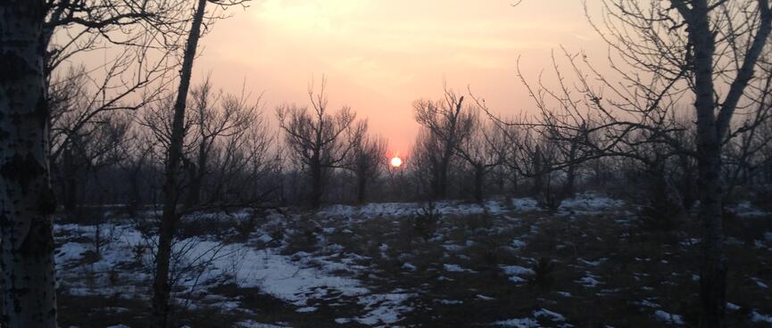 An orange sun sets over a snowy forest.