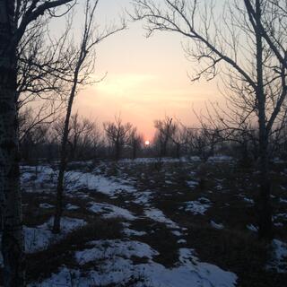 An orange sun sets over a snowy forest.