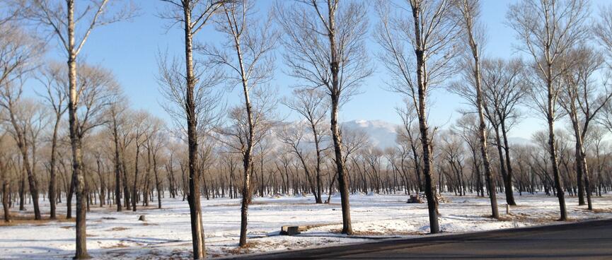 Snow lies on the ground beneath tall spindly trees through which a mountain can just be seen.