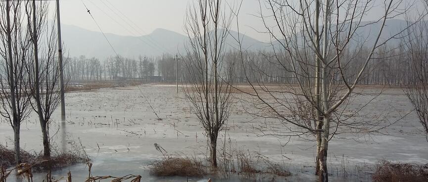 Clumps of trees are trapped within a frozen lake.
