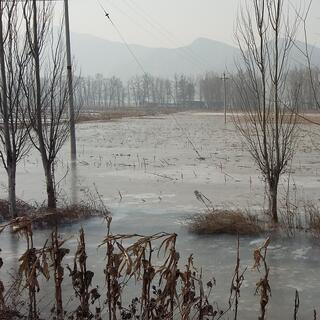 Clumps of trees are trapped within a frozen lake.