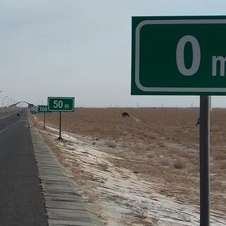 Road signs measure the distance to dinoaur sculptures in increments of 50m.