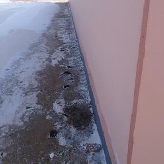 Clumps of snow and frozen faeces at the base of a pink wall.
