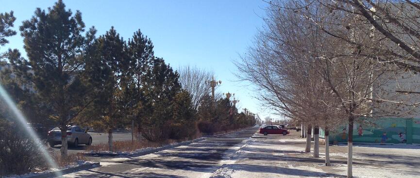 Trees line a long icy street.