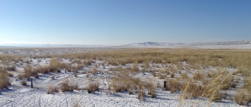 A field is covered with golden tussock, snow and footprints; in the distance low mountains rise up from the horizon.