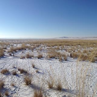 A field is covered with golden tussock, snow and footprints; in the distance low mountains rise up from the horizon.