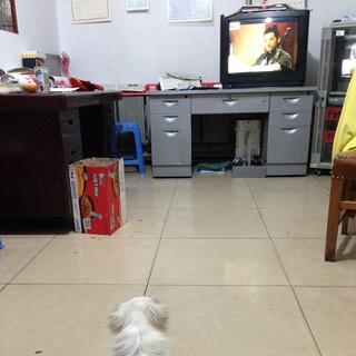 A small white dog sits at my boot clad feet and faces a TV which shows a still frame of an Asian warrior with a sword.