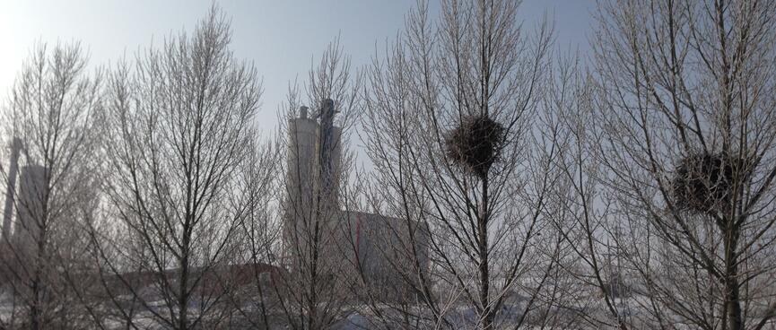 Bundles of thatch in leafless trees.