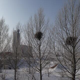 Bundles of thatch in leafless trees.