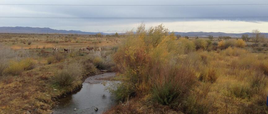 Cows, a creek and small shrubs.