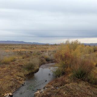 Cows, a creek and small shrubs.