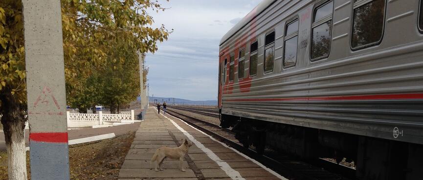 A small brown dog looks hopefully up at the carriage window.
