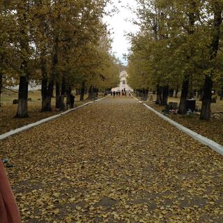 Leaves cover a tree lined path.