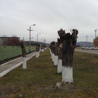 A line of stumps with white paint on the bottom third.