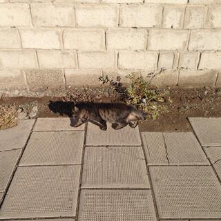 A brown cat walks along a tiled footpath.