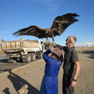 The eagle extends its wings to take flight.