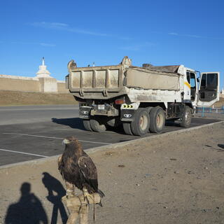The eagleʼs feet are tied to a wooden post.