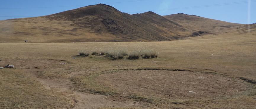 Depressions in the grass left by gers.