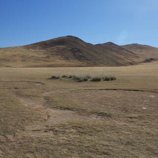 Depressions in the grass left by gers.