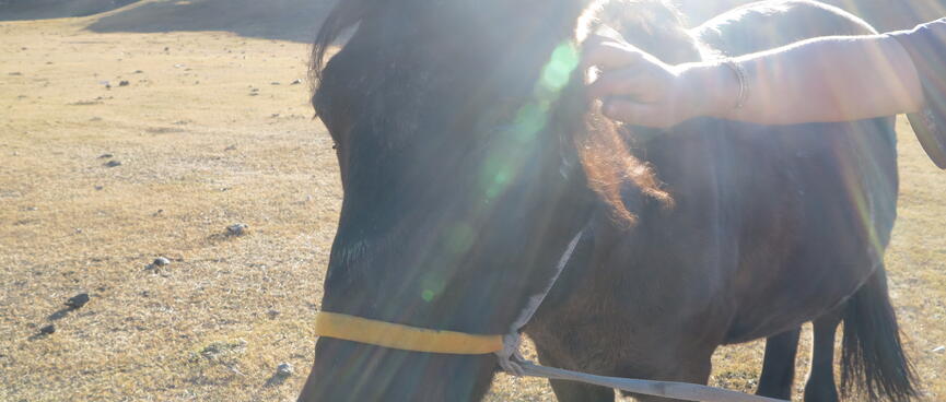 A hand pats a horseʼs head.