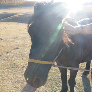 A hand pats a horseʼs head.