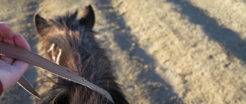 A hand loosely holds a moving horseʼs reins.