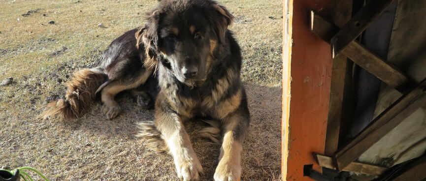 A brown dog sits outside the ger doorway.