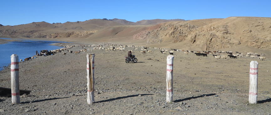 A motorcyclist rounds up cattle.