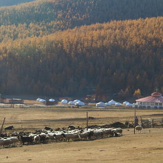 Working farm.