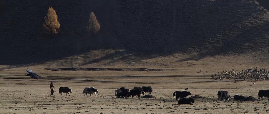 Woolly cattle are dwarfed by green grassed hills.