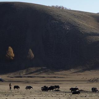 Woolly cattle are dwarfed by green grassed hills.