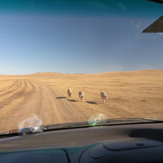 Three white dogs walking on the side of a dirt road.