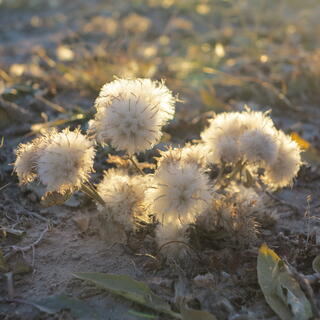 Fluffy white flowers sprout from the sandy beach.