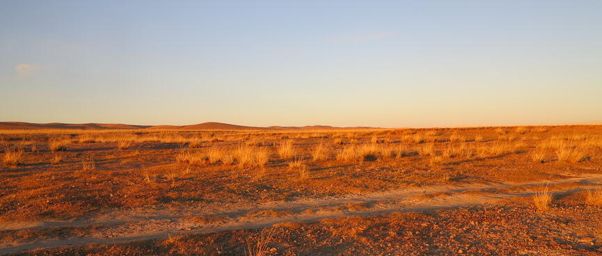 Tufts of grass pepper the sandy desert.